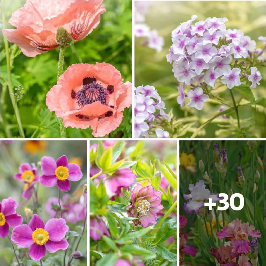 Top 20 Gorgeous Perennial Blossoms for Your Garden