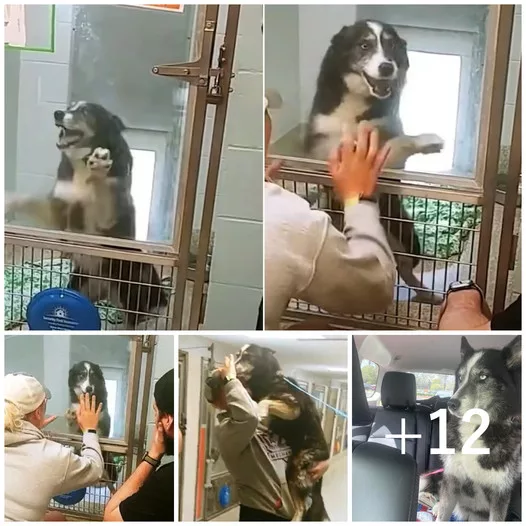 “An Unforgettable Reunion: A Lost Dog Finds its Way Back to its Beloved Family at the Shelter, Capturing the Hearts of Many”
